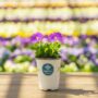 Petunia – Ray Classic Blue – 4.5″ Pot